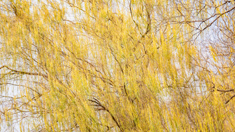 秋天植物枯黄树枝树叶摄影图 (142)