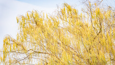 秋天植物枯黄树枝树叶摄影图 (143)