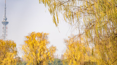 秋天植物枯黄树枝树叶摄影图 (145)