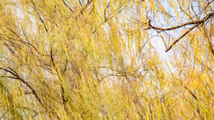 秋天植物枯黄树枝树叶摄影图 (147)