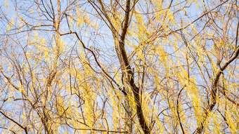 秋天植物枯黄树枝树叶摄影图 (154)