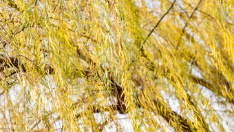秋天植物枯黄树枝树叶摄影图 (155)