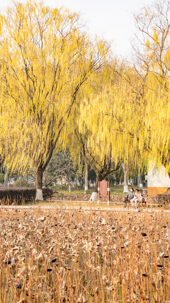 秋天植物<strong>枯黄树枝</strong>树叶摄影图 (178)