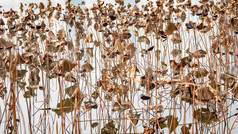 秋天植物枯黄树枝树叶摄影图 (195)
