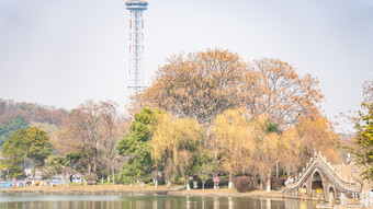 秋天植物<strong>枯黄树枝</strong>树叶摄影图