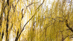 秋天植物枯黄树枝树叶摄影图 (213)