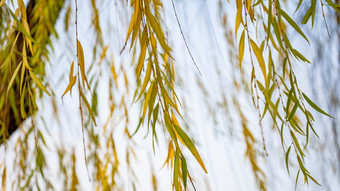秋天植物枯黄树枝树叶摄影图 (226)