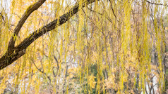 秋天植物枯黄树枝树叶摄影图 (243)