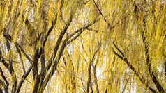 秋天植物枯黄树枝树叶摄影图 (247)