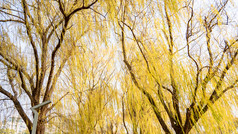 秋天植物枯黄树枝树叶摄影图 (252)