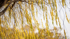 秋天植物枯黄树枝树叶摄影图 (257)