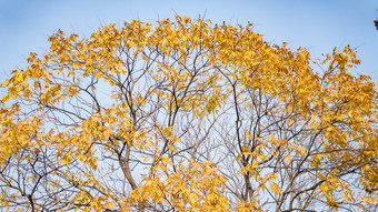 秋天植物枯黄树枝树叶摄影图 (273)