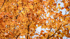 秋天植物枯黄树枝树叶摄影图 (279)