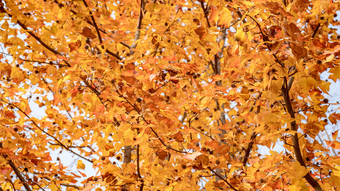 秋天植物枯黄树枝树叶摄影图 (280)