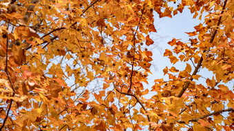 秋天植物枯黄树枝树叶摄影图 (285)