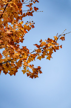 秋天植物枯黄树枝树叶摄影图 (290)