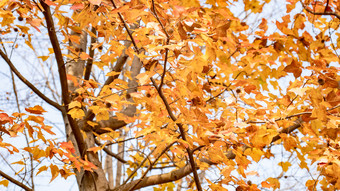 秋天植物枯黄树枝树叶摄影图 (295)