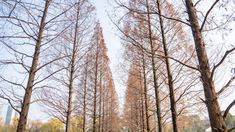 秋天植物枯黄树枝树叶摄影图