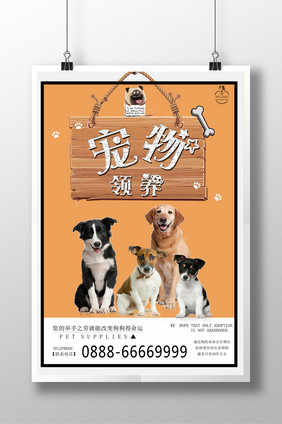 宠物领养创意海报