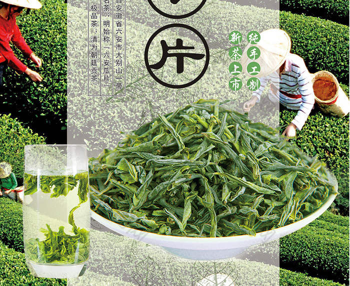 六安瓜片促销图片