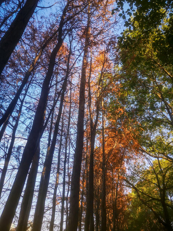 笔直树木水杉摄影图