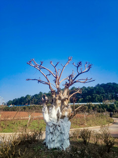 湖南省植物园各种植物摄影图