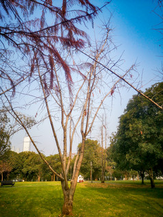 湖南长沙橘子洲公园摄影图