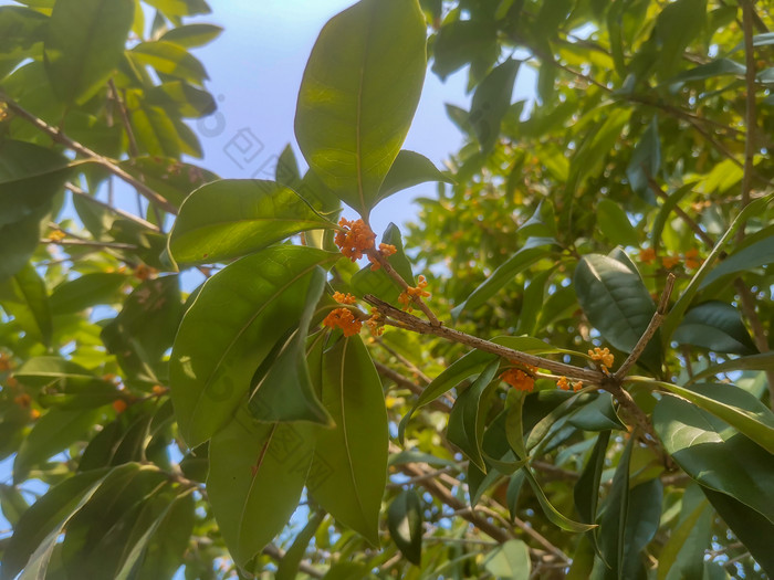 湖南长沙植物园摄影图