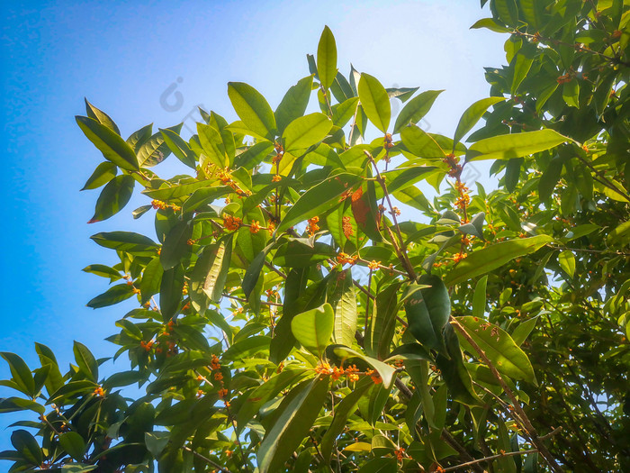 湖南长沙植物园摄影图