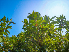 湖南长沙植物园摄影图