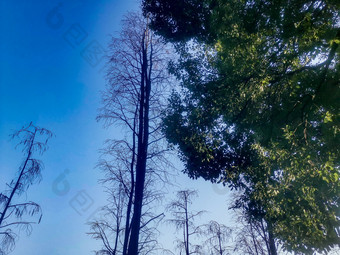 湖南植物园<strong>水杉</strong>摄影图