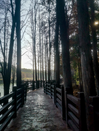 湖南植物园<strong>水杉</strong>摄影图