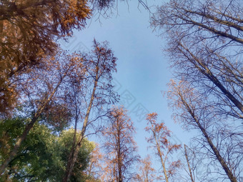 湖南植物园水杉摄影图