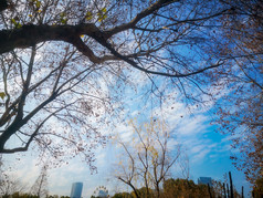 花草树木蓝天白云自然风光摄影图