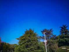 花草树木蓝天白云自然风光摄影图