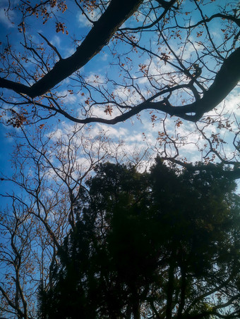 花草树木蓝天白云自然风光摄影图