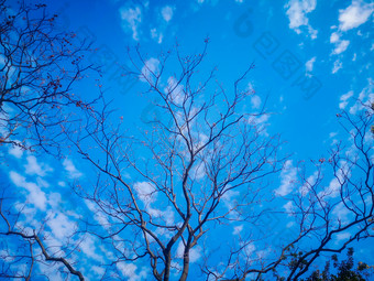 花草树木<strong>蓝天白</strong>云自然风光摄影图
