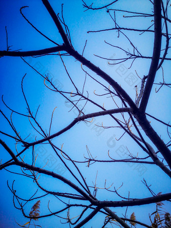 蓝天下的树枝摄影图