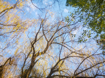 <strong>蓝天下</strong>秋天枯黄树叶植物摄影图