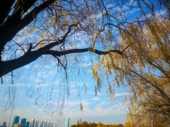 蓝天下秋天枯黄树叶植物摄影图