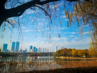 蓝天下秋天枯黄树叶植物摄影图