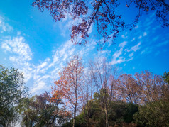 蓝天下秋天枯黄树叶植物摄影图