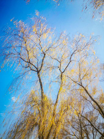 <strong>蓝天下</strong>秋天枯黄树叶植物摄影图