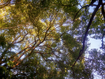 绿色植物森林摄影图