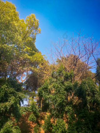 绿色植物树摄影图