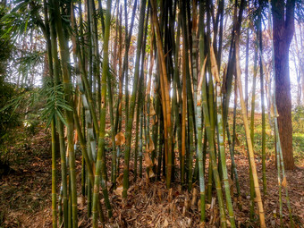 绿色植物竹子摄影图