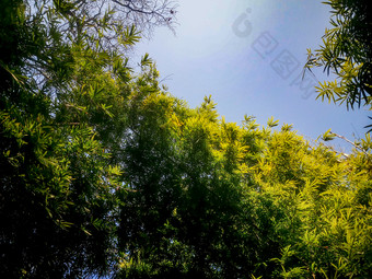 绿色植物竹子<strong>竹叶</strong>摄影图
