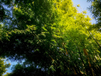绿色植物竹子<strong>竹叶</strong>摄影图