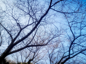 秋天<strong>掉落树叶</strong>的树枝摄影图