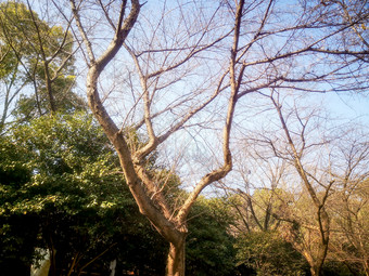 秋天<strong>掉落</strong>树叶的树枝摄影图